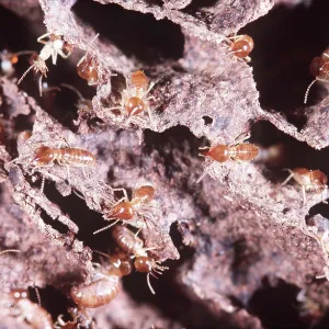NIEDERE TERMITES NIEDERE TERMITES