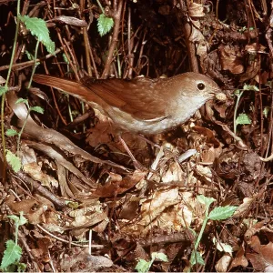 NIGHTINGALE - at nest NIGHTINGALE - at nest