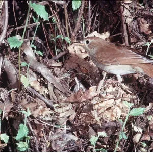 NIGHTINGALE - at nest with chick NIGHTINGALE - at nest with chick