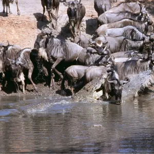 Nile Crocodile catching wildebeest / Gnu