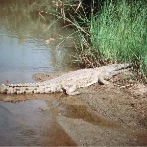 NILE CROCODILE - on riverbank NILE CROCODILE - on riverbank