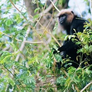 Nilgiri / JohnIs LANGUR / Black Leaf MONKEY - in tree Nilgiri / JohnIs LANGUR / Black Leaf MONKEY - in tree