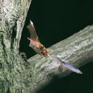 NOCTULE BAT- in flight NOCTULE BAT- in flight