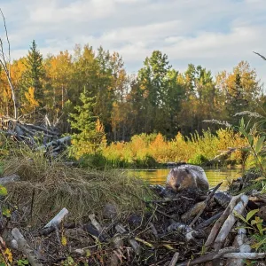 North American Beaver
