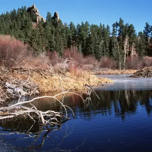 North American BEAVER - pond showing beaver lodge and dam North American BEAVER - pond showing beaver lodge and dam