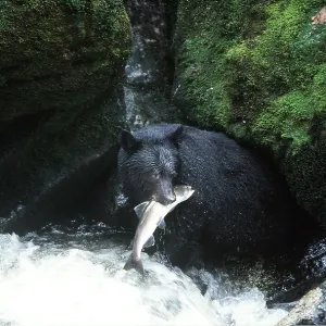 North American Black BEAR - catching salmon North American Black BEAR - catching salmon