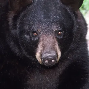 North American Black BEAR - close up of face North American Black BEAR - close up of face