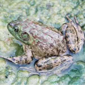 North American Bullfrog - showing ear