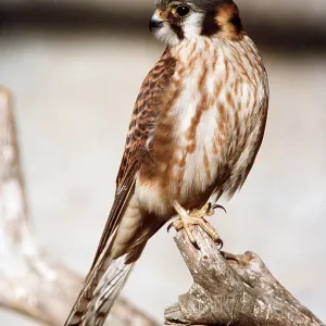 NORTH AMERICAN KESTREL - perched on branch NORTH AMERICAN KESTREL - perched on branch