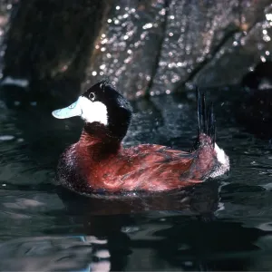 NORTH AMERICAN RUDDY DUCK - male, courtship posture NORTH AMERICAN RUDDY DUCK - male, courtship posture