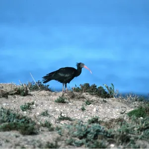 NORTHERN BALD IBIS - profile NORTHERN BALD IBIS - profile