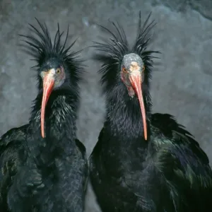 Northern Bald IBIS - x two Northern Bald IBIS - x two