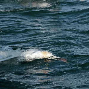 Northern Gannet - diving for fish underwater Bass Northern Gannet - diving for fish underwater Bass