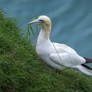 Northern Gannet (morus bassanus) ~ adult grazing on cliffs ~ Bempton Cliffs Northern Gannet (morus bassanus) ~ adult grazing on cliffs ~ Bempton Cliffs