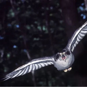 Northern GOSHAWK - in flight Northern GOSHAWK - in flight