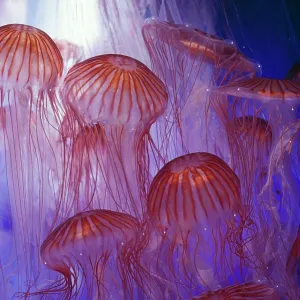 Northern Sea Nettle JELLYFISH / Jelly fish Northern Sea Nettle JELLYFISH / Jelly fish