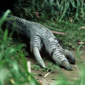 Northern / Single-wattled Cassowary