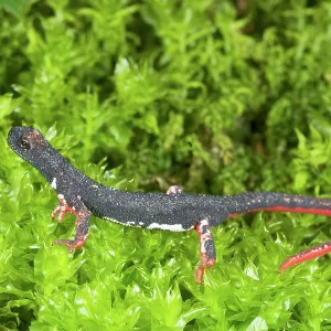 Northern Spectacled Salamander Northern Spectacled Salamander