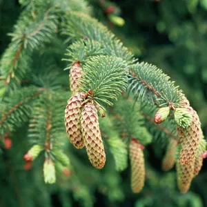 NORWAY SPRUCE CONES NORWAY SPRUCE CONES