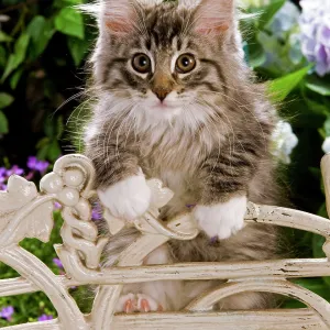 Collections: Cute Kittens By Jean-Michel Labat