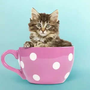 : Cute Kittens By Jean-Michel Labat