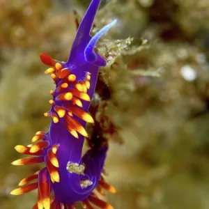 Nudibranch