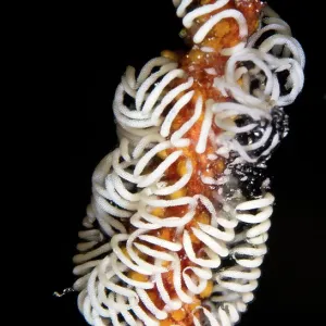 Nudibranch Eggs