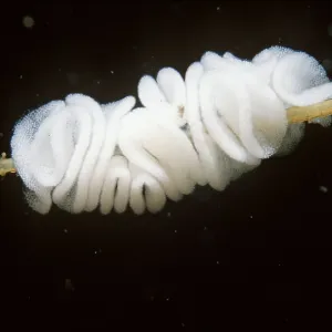 NUDIBRANCH / Sea Slug - eggs on food hydroid NUDIBRANCH / Sea Slug - eggs on food hydroid