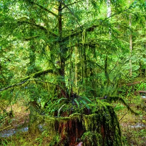 Nurse tree, Western red cedars growing out of old growth Nurse tree, Western red cedars growing out of old growth