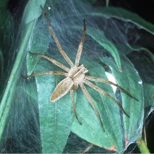 NURSERY-WEB SPIDER - guarding her nursery NURSERY-WEB SPIDER - guarding her nursery
