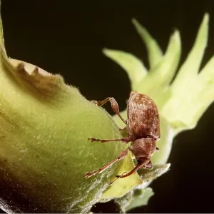 Nut Weevil - female Nut Weevil - female