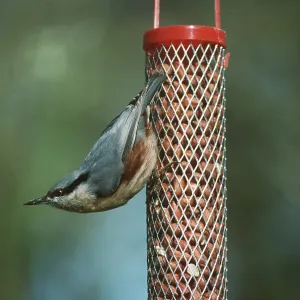 NUTHATCH - on bird feeder NUTHATCH - on bird feeder