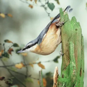 NUTHATCH - on branch NUTHATCH - on branch