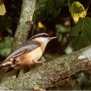 NUTHATCH - on branch NUTHATCH - on branch