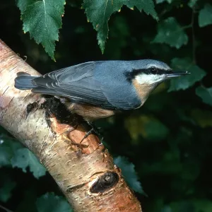 NUTHATCH - perched on branch NUTHATCH - perched on branch