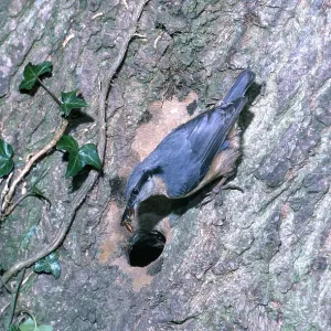 NUTHATCH - on tree hole with insect NUTHATCH - on tree hole with insect