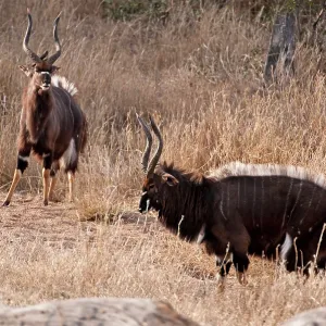 Nyala - two males displaying - crest on back raised Nyala - two males displaying - crest on back raised