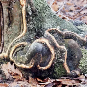 Oak Tree - gnawed by Rabbits Oak Tree - gnawed by Rabbits