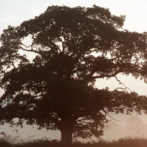 Oak Tree - In morning mist Oak Tree - In morning mist