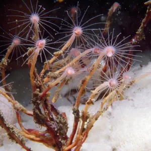 Oaten Pipe Hydroid - type of colonial hydroid Oaten Pipe Hydroid - type of colonial hydroid