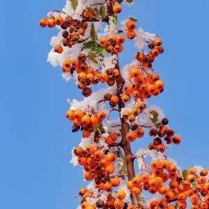Obernai, frosted hawthorn fruits