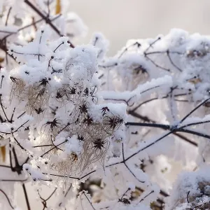 Obernai, Frosted hedge clematis