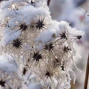 Obernai, Frosted hedge clematis