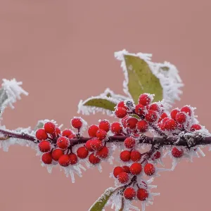 Obernai, frosted holly leaves