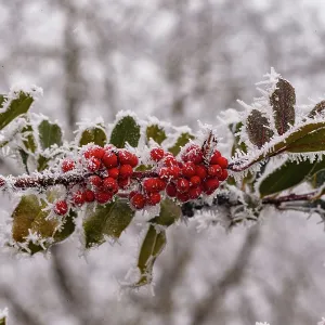 Obernai, frosted holly leaves