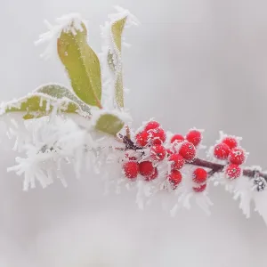 Obernai, frosted holly leaves