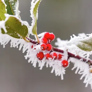 Obernai, frosted holly leaves