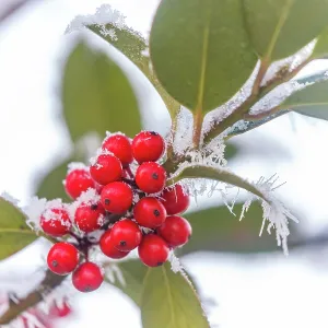 Obernai, frosted holly leaves