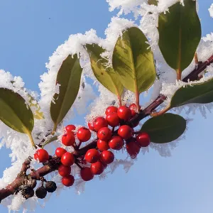 Obernai, frosted holly leaves