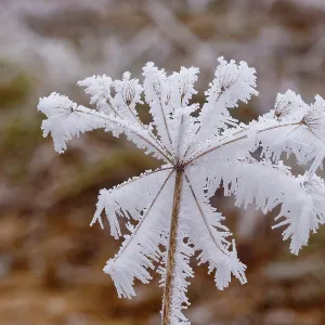 Obernai Frosted umbellifer